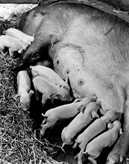 Domestic Animal Behavior Prints: High angle view of piglets eating