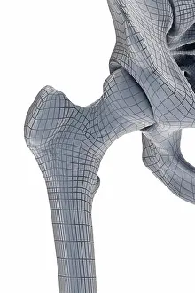 Hip Joint Anatomy Prints: Hip Joint
