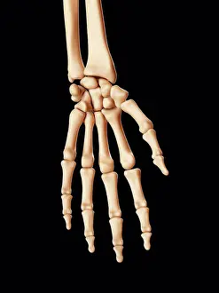 July Prints: Human Hand Bones Print