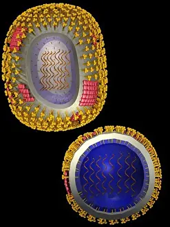 Biomedical Illustration Art Prints: Illustration of the structure of a typical human virus