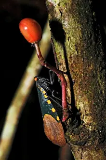 Vertical Nature Photography Prints: An insect, possibly a cicada, on a tree trunk