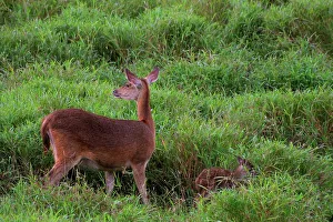 Mauritius Wildlife Prints: Java Deer. Mauritius