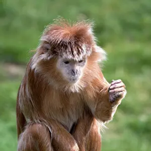 Prints of Javan Lutung (Trachypithecus auratus) Auratus Prints: Javan Lutung Print