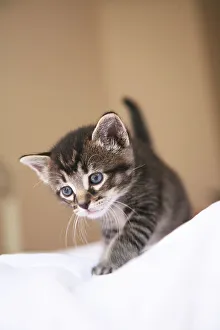 Kitten Exploring in Home Print
