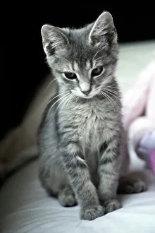 Kitten Print on Bed