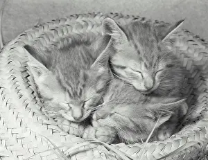 Cute Kittens Prints: Three kittens sleeping in a straw hat