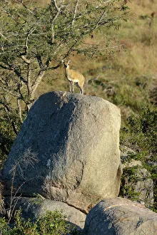African Animal Portrait Prints: Klipspringer (Oreotragus oreotragus)