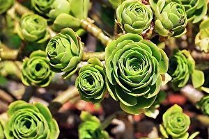 Crassulaceae Family Plant Prints: Leaf rosette, rosette thickleaf (Aeonium)