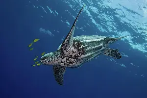 Critically Endangered Animals Prints: Leatherback Turtle