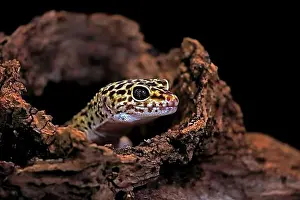 Captive Animal Photography Prints: Leopard gecko (Eublepharis macularius), adult, portrait, looks out of burrow, captive