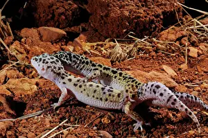 Prints of Leopard Gecko mating Leopard Gecko Prints: Leopard Gecko Mating Print