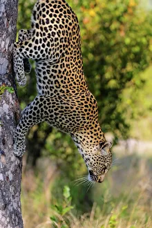 Leopard Climbing Tree Prints: Leopard (Panthera pardus) climbing down a tree