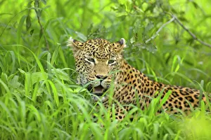 Panthera Pardus Pictures Prints: Leopard (Panthera pardus) lying in grass