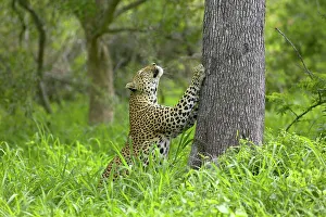 Panthera Pardus Behavior Prints: Leopard (Panthera pardus) sharpening its claws on a tree