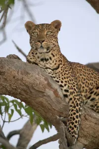 Prints of Leopard (Panthera pardus) in tree. Northern Tuli Game Reserve. Botswana Leopard Cat Prints: Leopard in Tree Print