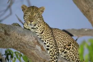 Panthera Pardus Behavior Prints: Leopard (Panthera pardus) in tree at twilight