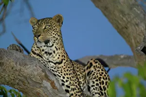 Panthera Pardus Behavior Prints: Leopard (Panthera pardus) in tree at twilight