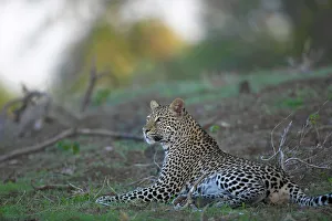 Leopard Print in Veld, Botswana
