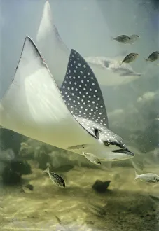 Prints of Close-up of a Leopard Ray December Prints: Leopard Ray Print: A Close-up Image