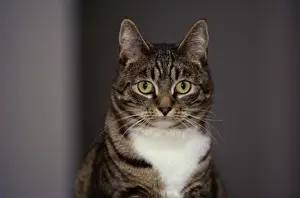 Indoor Animal Photography Prints: License this image at https://www