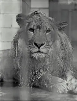 Outdoor Wildlife Photography Prints: Lion