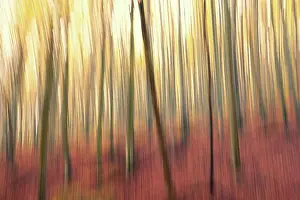 European Forest Scenery Prints: Long exposure image about a forest