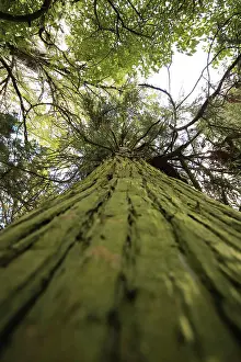 Giant Sequoia Tree Prints: Looking up giant sequoia tree