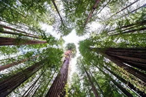 Autumn Forest Landscapes Prints: Looking up at large trees