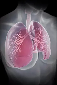 June Prints: Lungs Print from SuperStock