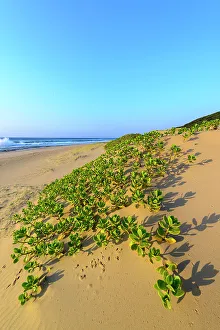 Mabibi Coastal View Print featuring Scaevola plumieri