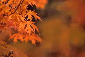 Maple Trees In Autumn Season Prints: MAPLE TREE IN FALL