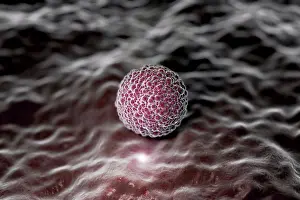 Human Life Cycle Stages Prints: Microscopic styled visualization of a human morula