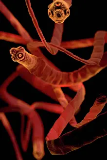 TapeWorm Prints: Tapeworms (Cestoda) Microscopic Print