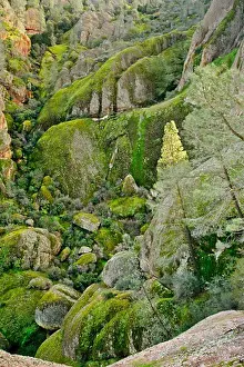 Moss Print on Rock Surface
