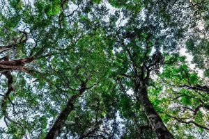 Outdoor Nature Scenery Prints: nature and forest