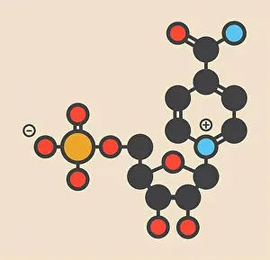 Prints of Nicotinamide mononucleotide molecule. Precursor of NAD+. Stylized skeletal formula (chemical structure): Atoms are shown as color-coded circles: hydro May Prints: Nicotinamide Mononucleotide Molecule Print