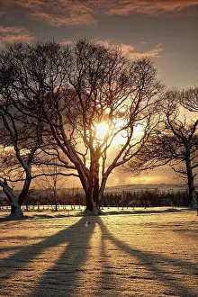 England Landscape Photography Prints: northumberland, england, the sun setting through the trees