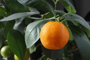 Orange Tree Prints: Orange growing on a tree