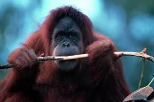 One Animal Portrait Prints: Orangutan looking at camera