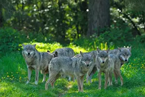 Images Dated 29th June 2011: Pack of Wolves Print, Germany