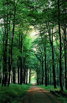 Central Europe Deciduous Forests Prints: Path through deciduous forest on a spring morning