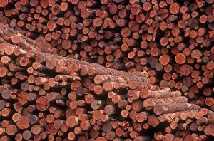 Forestry Industry Prints: Pile of logs