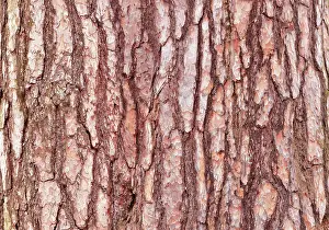 Pine Tree Bark Texture Prints: Pine tree bark texture. Pine tree bark texture