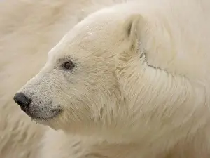 Polar Bear Cub Prints: Polar Bear Cub Profile