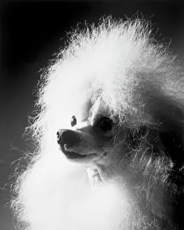 Vintage Dog Photography Prints: Poodle