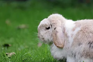Central Europe Autumn Mood Prints: Rabbit, ram rabbit, floppy ears