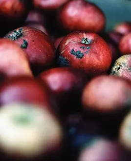 Fall Season Produce Prints: Red apples