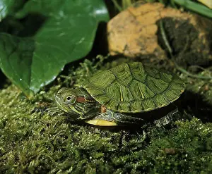 Trachemys Scripta Elegans Prints: Red eared slider (trachemys scripta elegans)