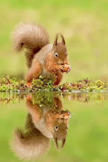 UK Rodent Species Prints: Reflection of Red squirrel (Sciurus vulgaris) with hazelnut