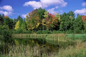 Nature Reflections Prints: Reflection of trees in water